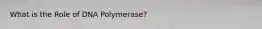 What is the Role of DNA Polymerase?