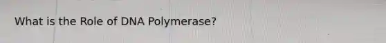 What is the Role of DNA Polymerase?