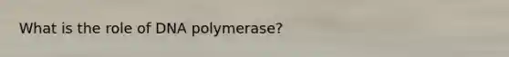 What is the role of DNA polymerase?