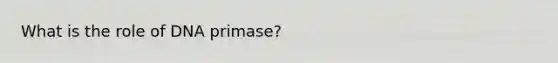 What is the role of DNA primase?