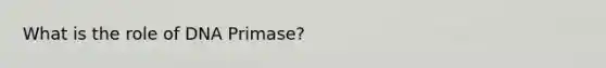 What is the role of DNA Primase?