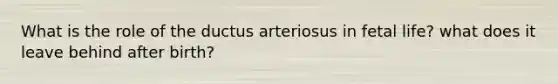 What is the role of the ductus arteriosus in fetal life? what does it leave behind after birth?