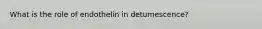 What is the role of endothelin in detumescence?