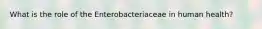 What is the role of the Enterobacteriaceae in human health?