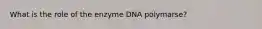 What is the role of the enzyme DNA polymarse?