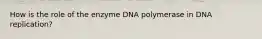 How is the role of the enzyme DNA polymerase in DNA replication?