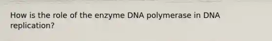 How is the role of the enzyme DNA polymerase in DNA replication?