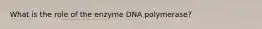 What is the role of the enzyme DNA polymerase?