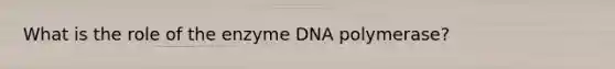 What is the role of the enzyme DNA polymerase?