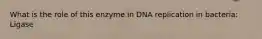 What is the role of this enzyme in DNA replication in bacteria: Ligase