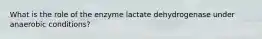 What is the role of the enzyme lactate dehydrogenase under anaerobic conditions?