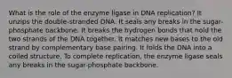 What is the role of the enzyme ligase in DNA replication? It unzips the double-stranded DNA. It seals any breaks in the sugar-phosphate backbone. It breaks the hydrogen bonds that hold the two strands of the DNA together. It matches new bases to the old strand by complementary base pairing. It folds the DNA into a coiled structure. To complete replication, the enzyme ligase seals any breaks in the sugar-phosphate backbone.