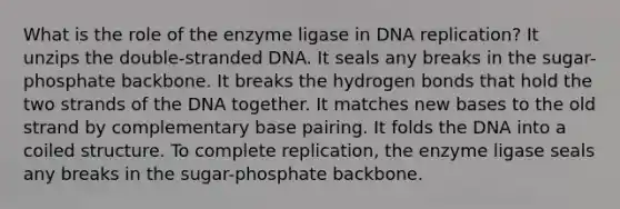 What is the role of the enzyme ligase in DNA replication? It unzips the double-stranded DNA. It seals any breaks in the sugar-phosphate backbone. It breaks the hydrogen bonds that hold the two strands of the DNA together. It matches new bases to the old strand by complementary base pairing. It folds the DNA into a coiled structure. To complete replication, the enzyme ligase seals any breaks in the sugar-phosphate backbone.