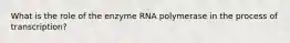 What is the role of the enzyme RNA polymerase in the process of transcription?