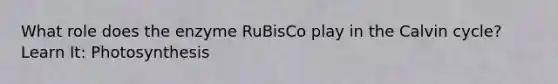 What role does the enzyme RuBisCo play in the Calvin cycle? Learn It: Photosynthesis