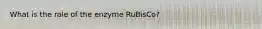 What is the role of the enzyme RuBisCo?