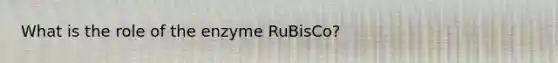 What is the role of the enzyme RuBisCo?