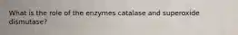 What is the role of the enzymes catalase and superoxide dismutase?