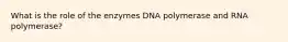 What is the role of the enzymes DNA polymerase and RNA polymerase?