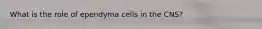 What is the role of ependyma cells in the CNS?