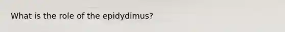 What is the role of the epidydimus?