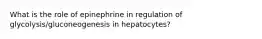 What is the role of epinephrine in regulation of glycolysis/gluconeogenesis in hepatocytes?