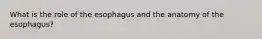 What is the role of the esophagus and the anatomy of the esophagus?