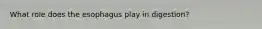 What role does the esophagus play in digestion?