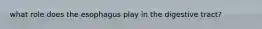 what role does the esophagus play in the digestive tract?