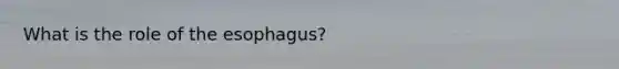 What is the role of the esophagus?