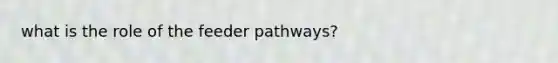 what is the role of the feeder pathways?