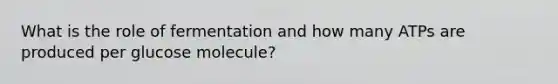 What is the role of fermentation and how many ATPs are produced per glucose molecule?