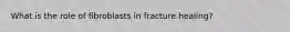 What is the role of fibroblasts in fracture healing?