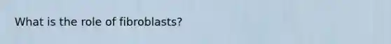 What is the role of fibroblasts?