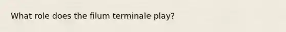 What role does the filum terminale play?