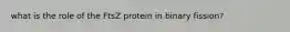 what is the role of the FtsZ protein in binary fission?