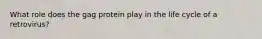 What role does the gag protein play in the life cycle of a retrovirus?