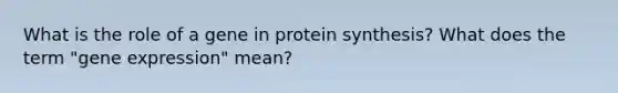 What is the role of a gene in protein synthesis? What does the term "gene expression" mean?