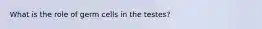 What is the role of germ cells in the testes?