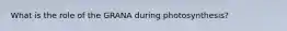 What is the role of the GRANA during photosynthesis?