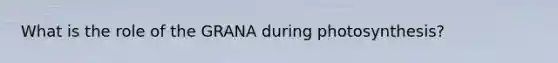 What is the role of the GRANA during photosynthesis?
