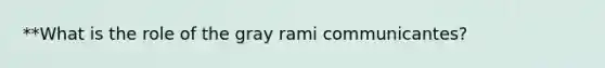 **What is the role of the gray rami communicantes?