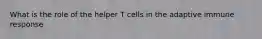 What is the role of the helper T cells in the adaptive immune response