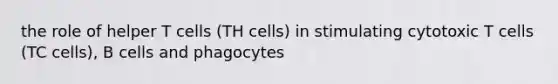 the role of helper T cells (TH cells) in stimulating cytotoxic T cells (TC cells), B cells and phagocytes