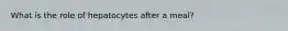 What is the role of hepatocytes after a meal?