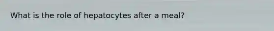 What is the role of hepatocytes after a meal?