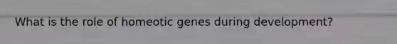 What is the role of homeotic genes during development?