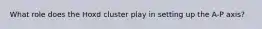 What role does the Hoxd cluster play in setting up the A-P axis?