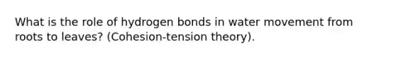 What is the role of hydrogen bonds in <a href='https://www.questionai.com/knowledge/kNT0ald5rb-water-movement' class='anchor-knowledge'>water movement</a> from roots to leaves? (Cohesion-tension theory).