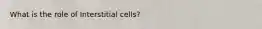 What is the role of Interstitial cells?